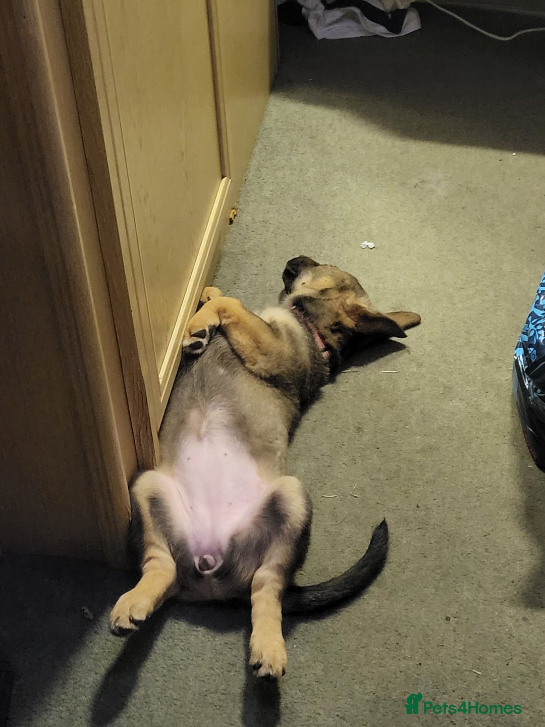 Mixed Breed dogs for sale: Puppy for rehome - Image 1