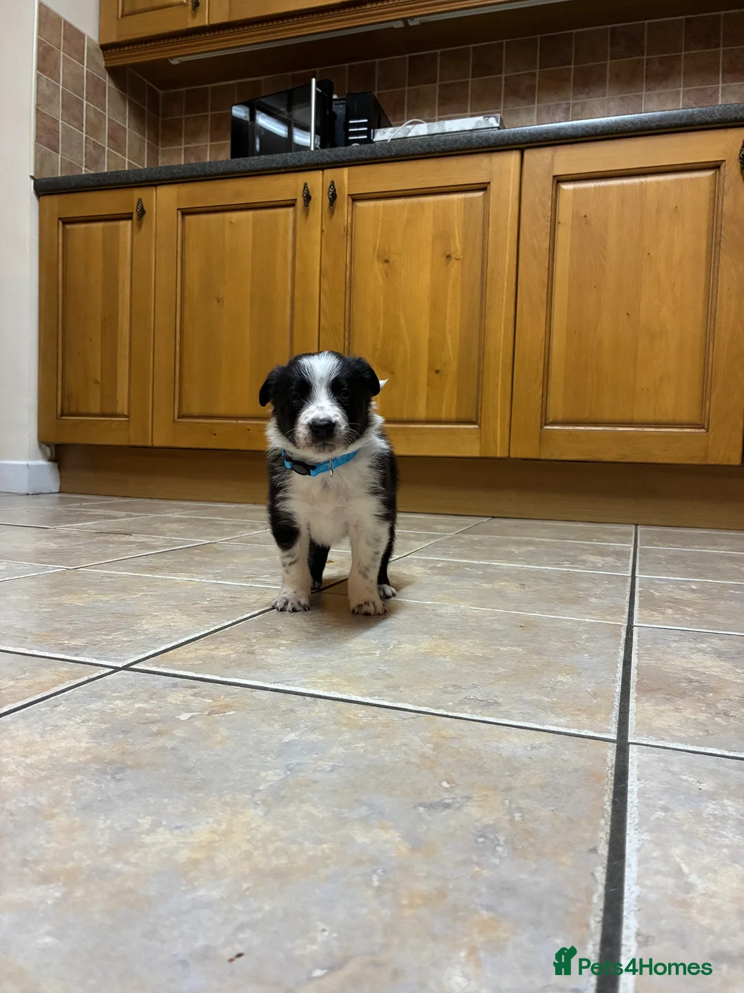 Border Collie dogs for sale: Border collie pups from Tyngraig Jock.  - Advert 7