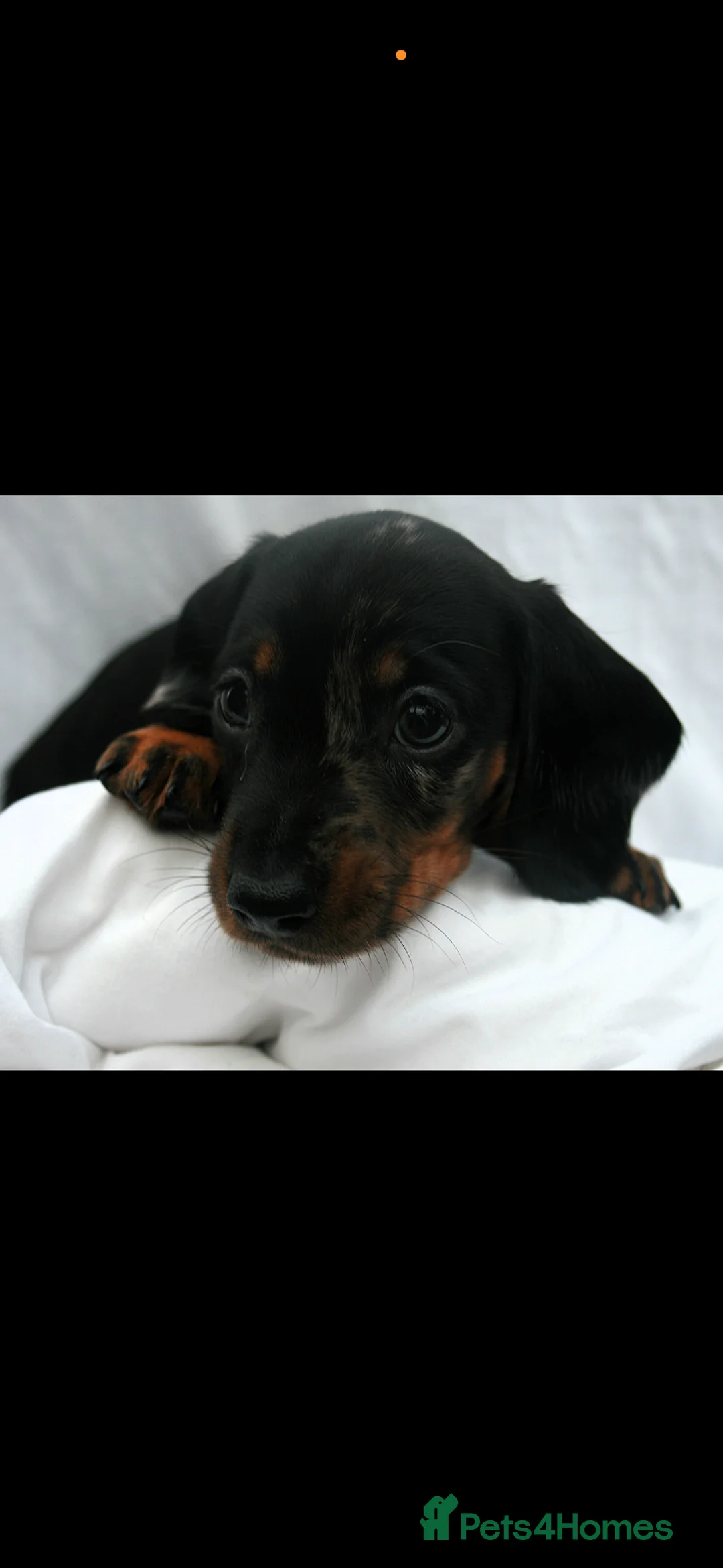 Dachshund dogs for sale: Beautiful Mini/Standard Dachshund Puppies – Ready  - Advert 9