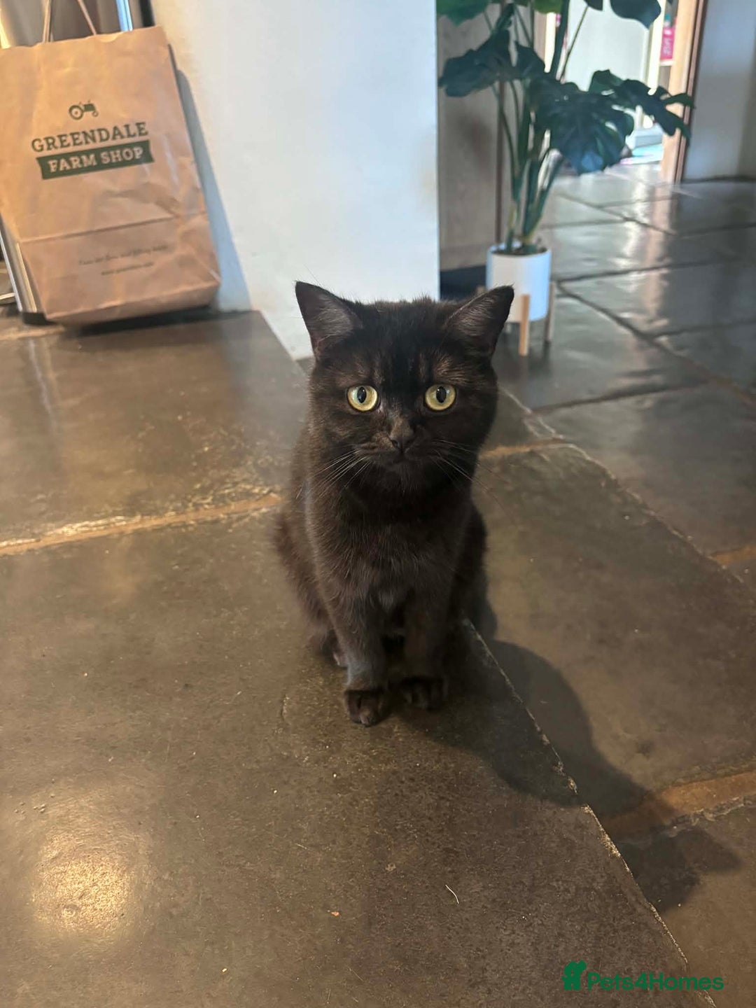 British Shorthair cats for sale: 4x British Shorthair Cross Kittens - Advert 2