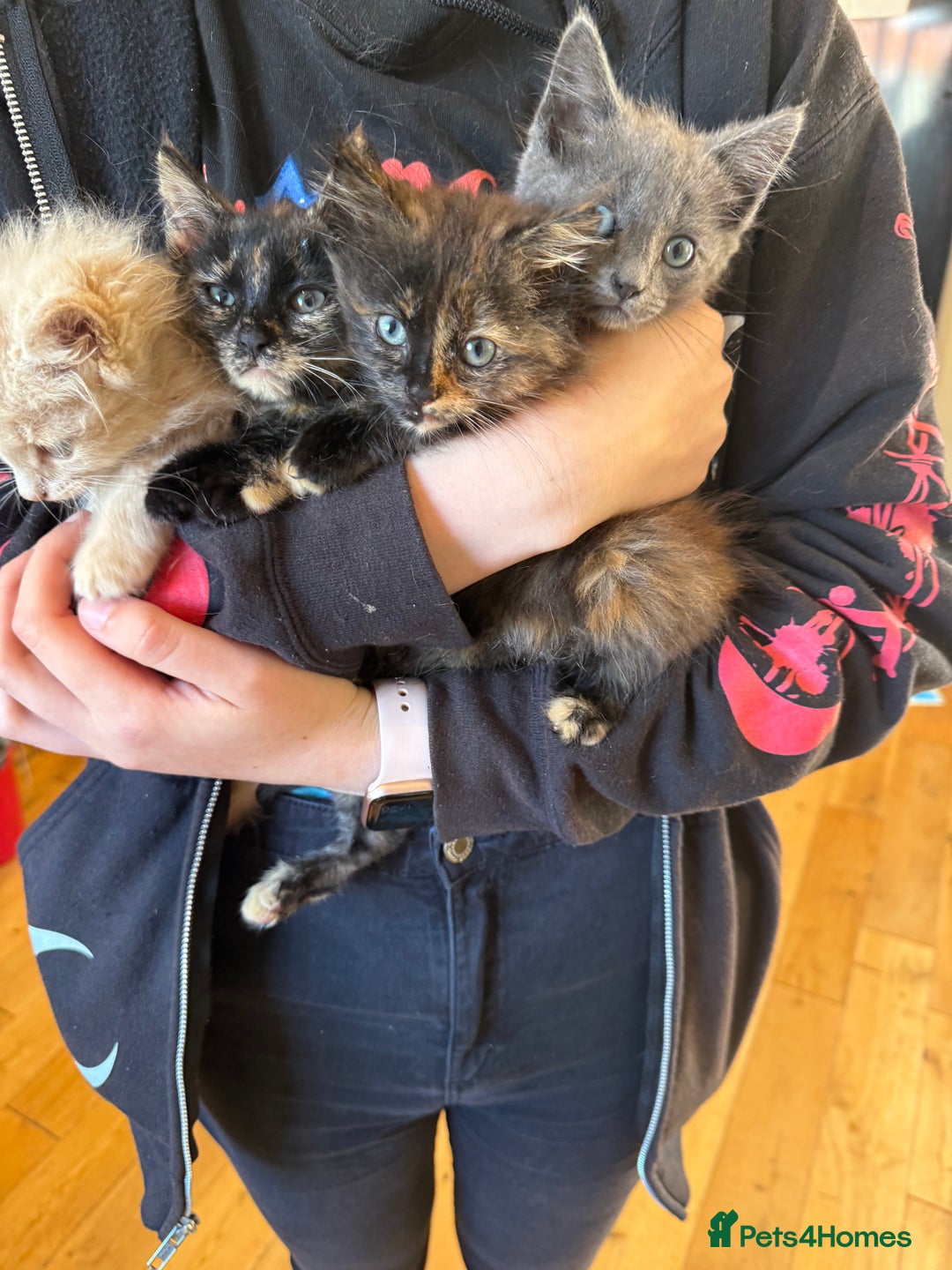 Mixed Breed cats for sale: Beautiful long haired kittens - Image 6