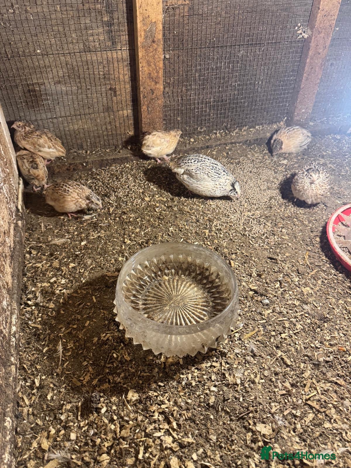 Quail poultry Quail  - Advert 2