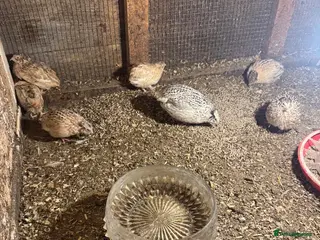 Quail poultry Quail - Advert 2