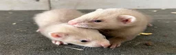 Ferret rodents for sale: Baby ferrets  - Advert 3