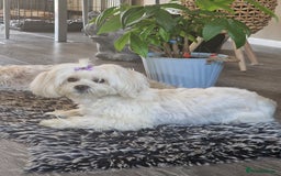 Maltese dogs for stud: Maltese proven stud  in Southend-on-Sea - Image 5