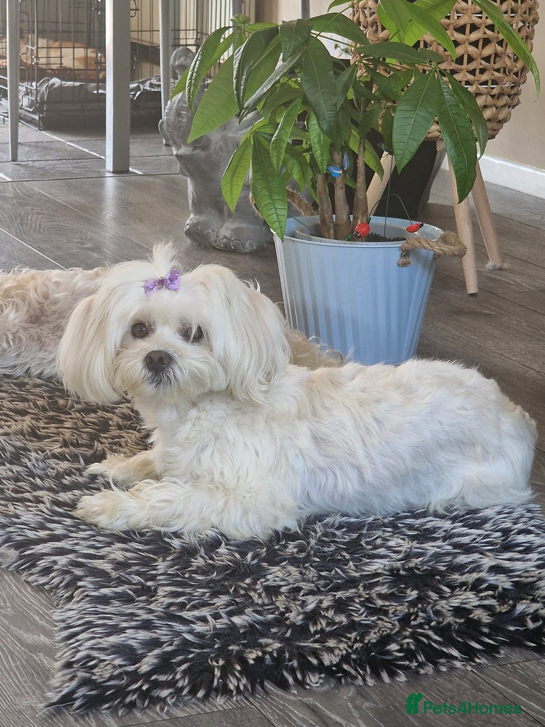 Maltese dogs for stud: Maltese proven stud  in Southend-on-Sea - Image 5