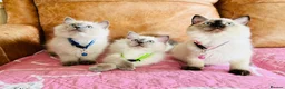 Ragdoll cats for stud: GCCF-TICA Championshipline our amazing stud - Advert 14