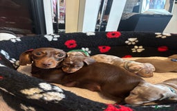 Dachshund dogs for sale: Miniature dapple chocolate boy puppies - Image 4