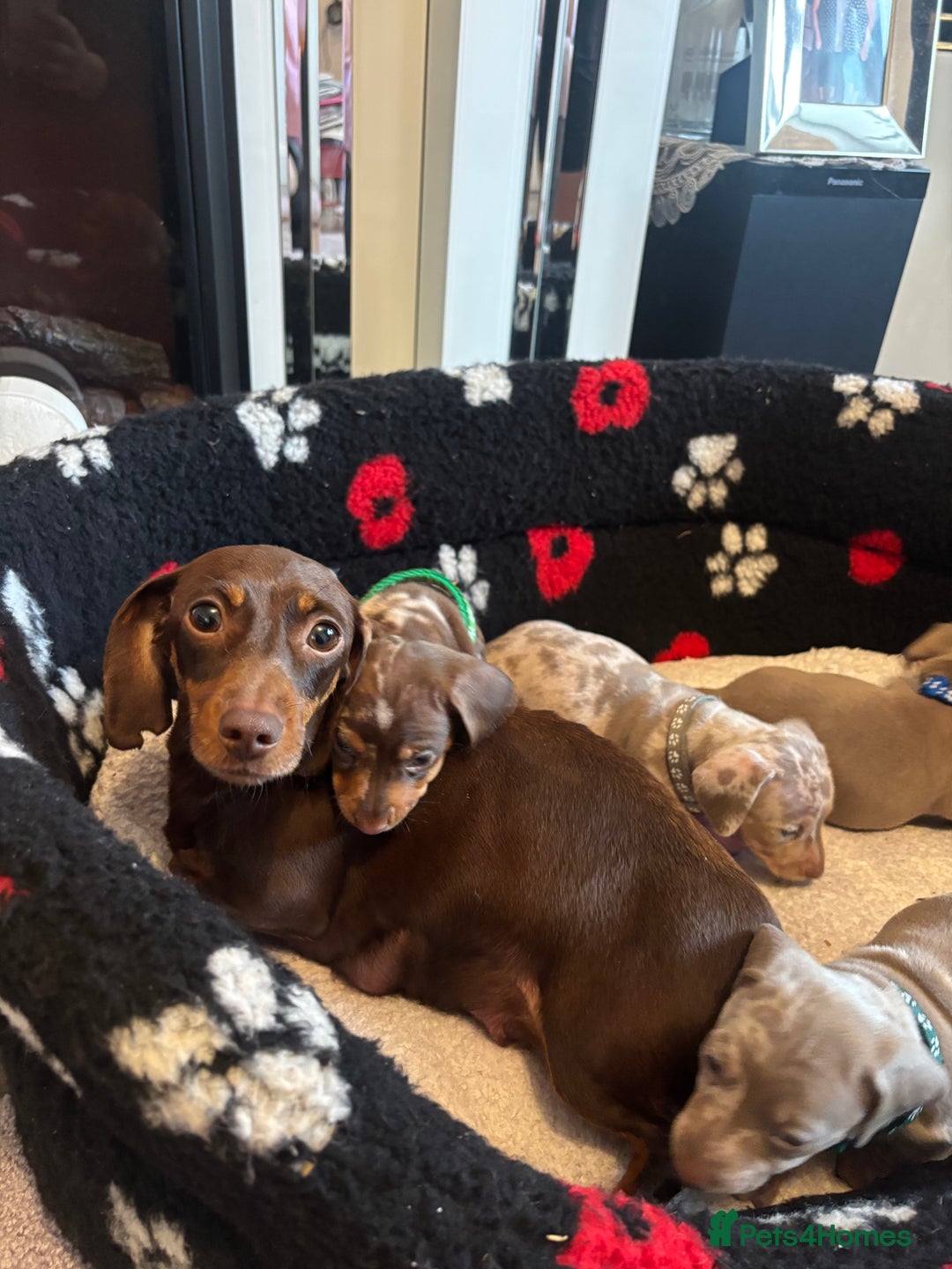 Dachshund dogs for sale: Miniature dapple chocolate boy puppies - Image 4