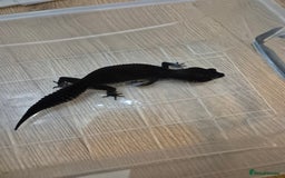 Leopard Gecko reptiles for sale: Female adult black night leopard gecko  - Image 3