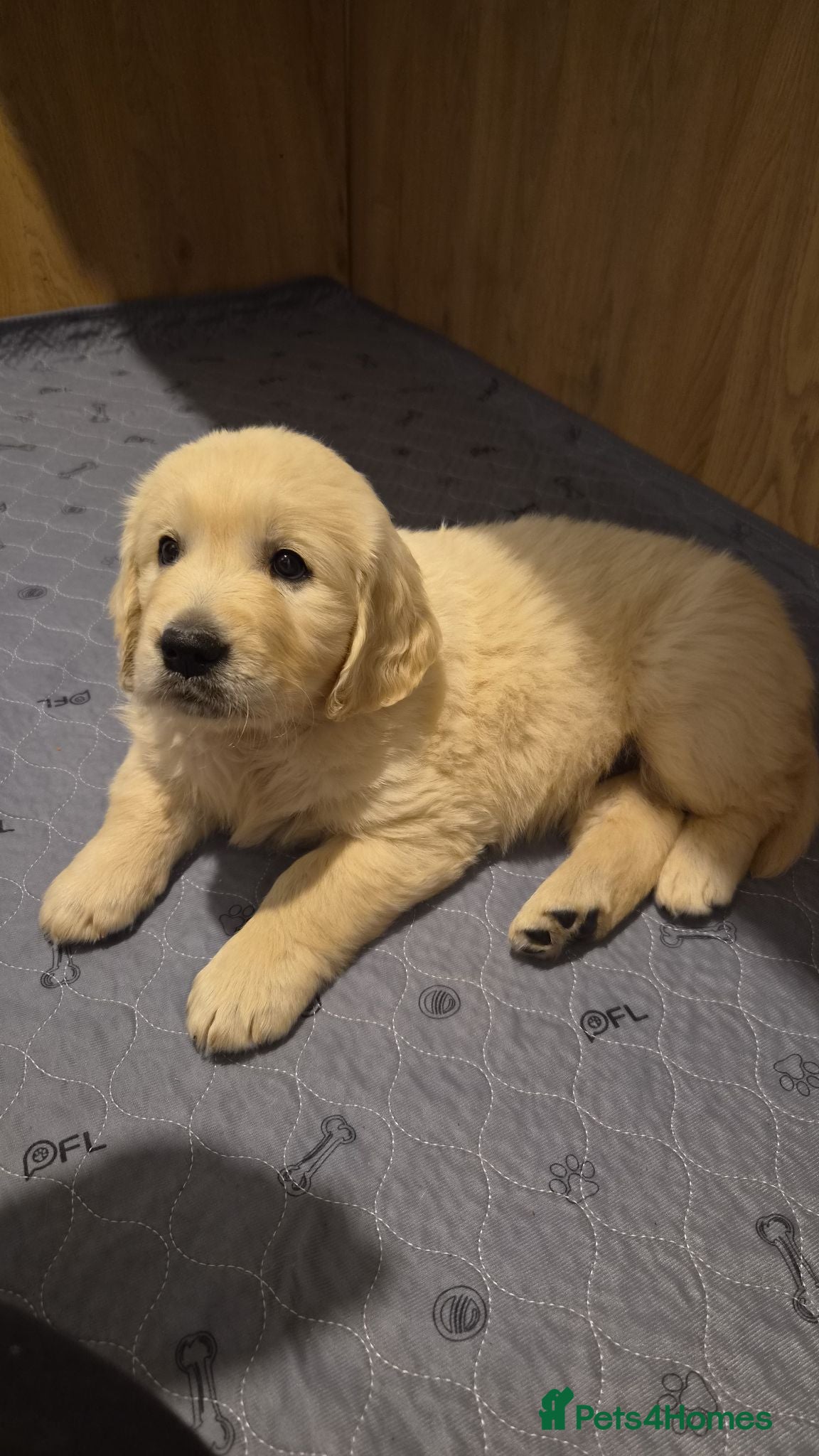 Golden Retriever dogs Golden retriever puppies - Advert 7