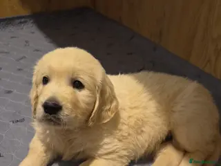 Golden Retriever dogs Golden retriever puppies - Advert 7