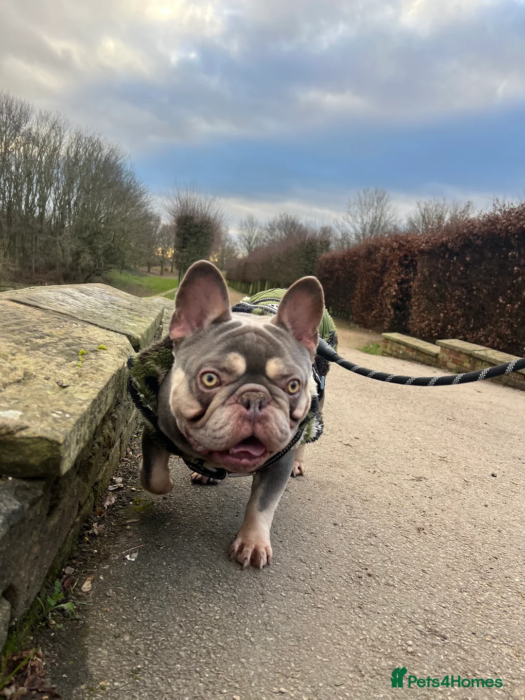 French Bulldog dogs for stud: French Bulldog for stud - Advert 1