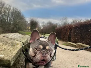 French Bulldog dogs French Bulldog for stud - Advert 1