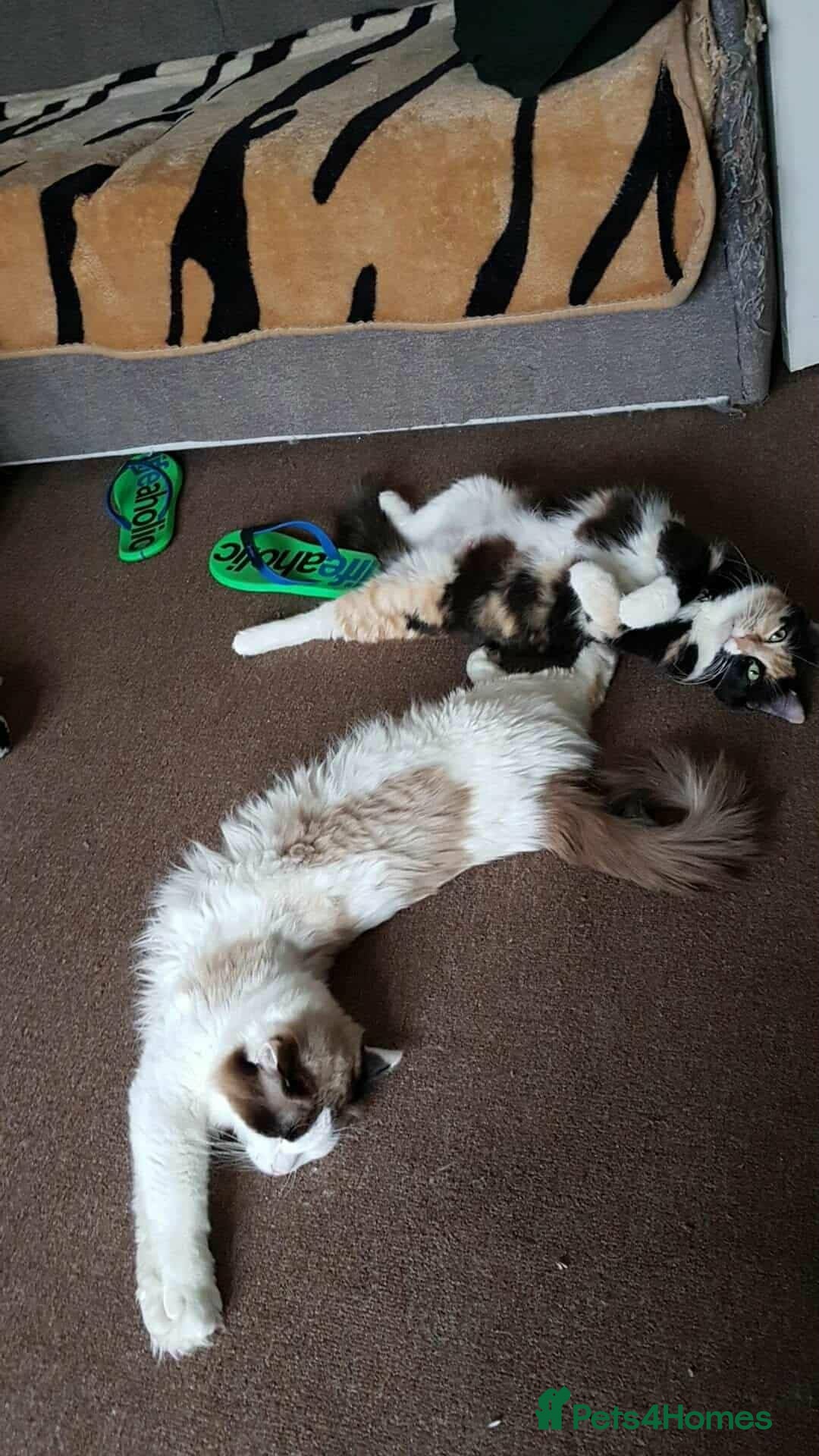 Mixed Breed cats for sale: Mix Ragdoll boy  - Advert 9