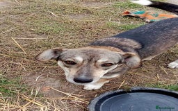 Mixed Breed dogs for adoption: GRETA - a Lovely young Girl, for a Loving Home - Image 4