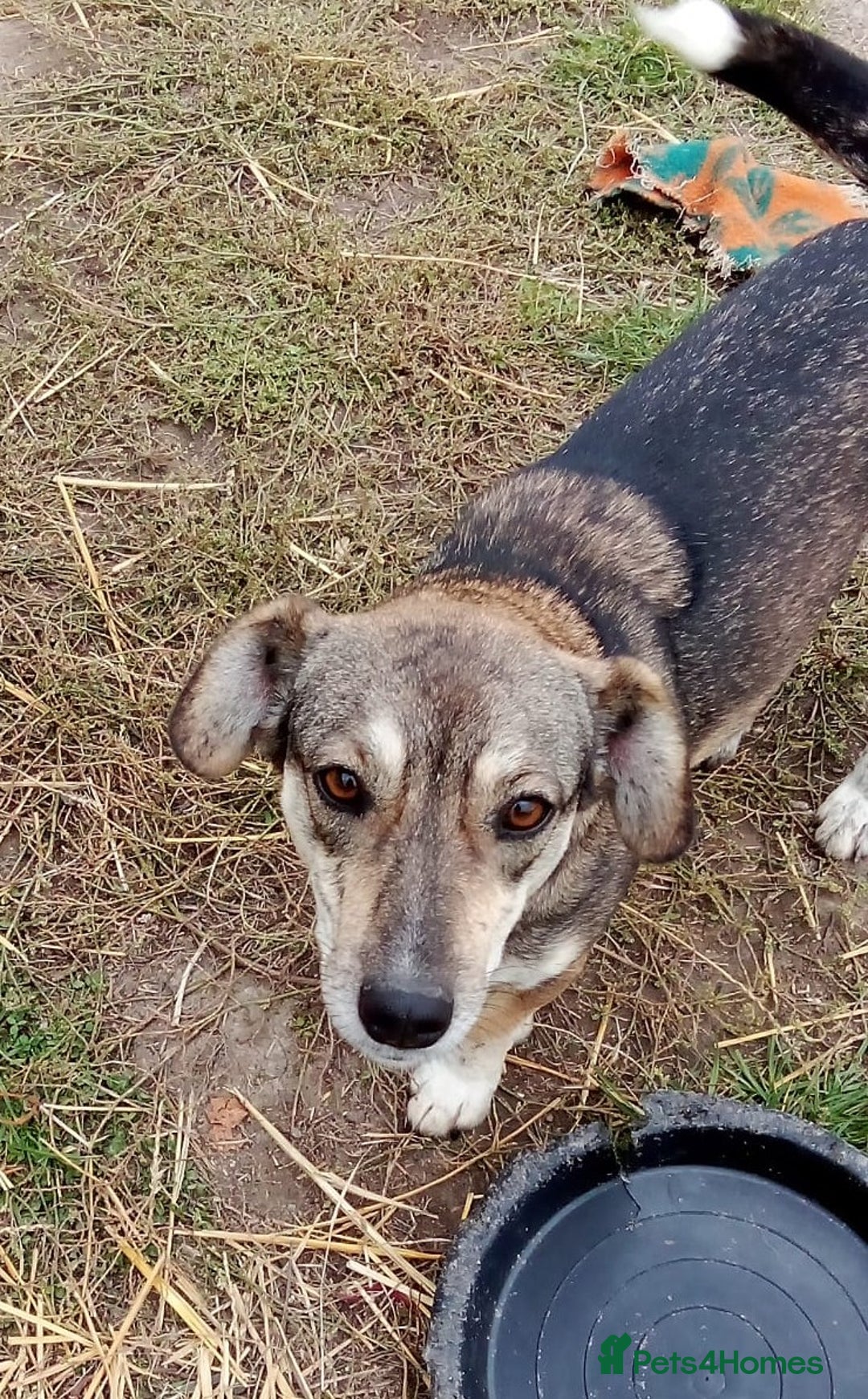 Mixed Breed dogs for adoption: GRETA - a Lovely young Girl, for a Loving Home - Image 4