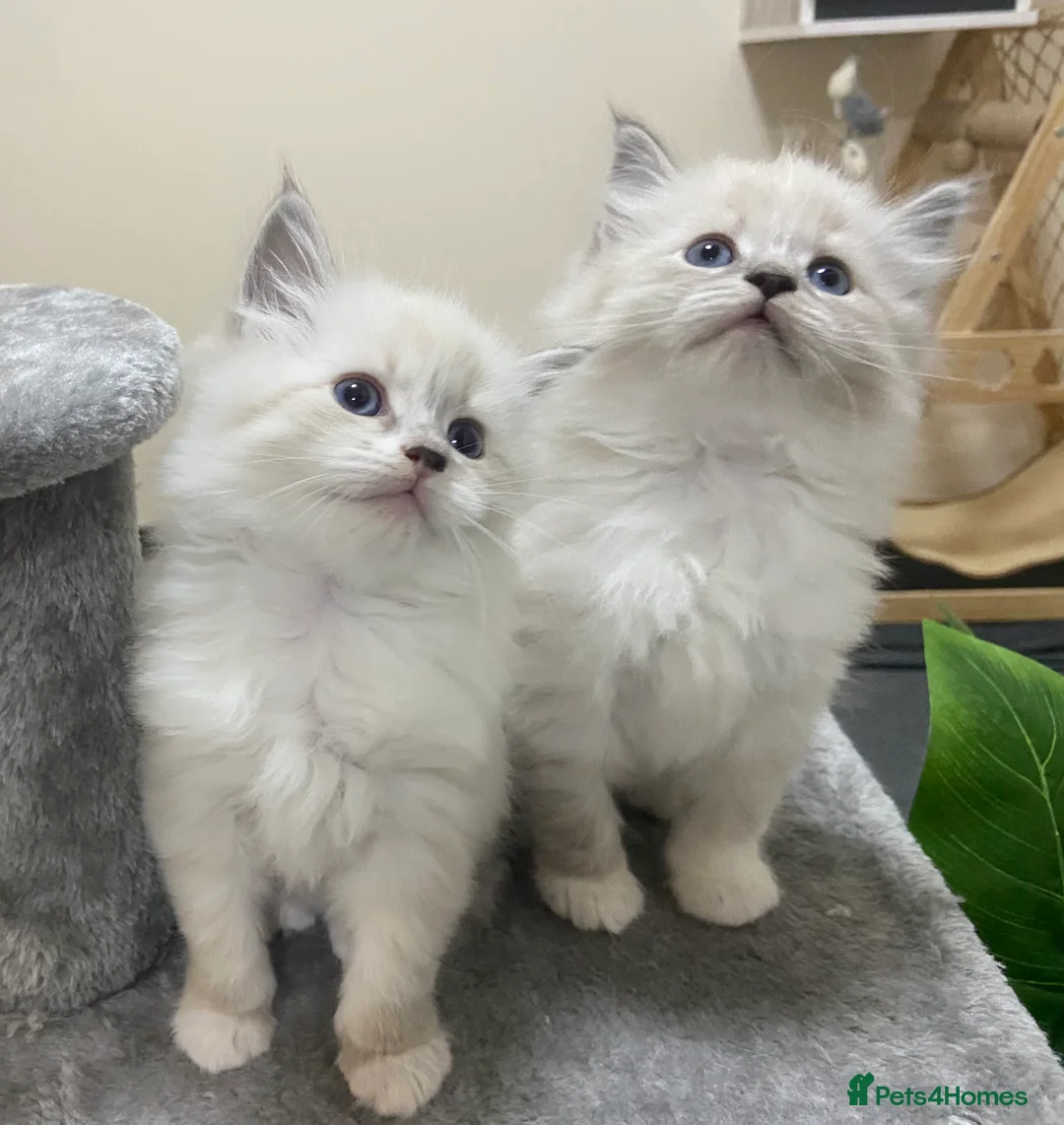 Siberian cats for sale: Siberian Kittens Neva Masquerade White - Advert 9