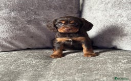 Cocker Spaniel dogs for sale: COCKER SPANIEL PUPPIES - Image 6