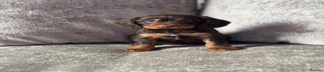 Cocker Spaniel Puppy 3