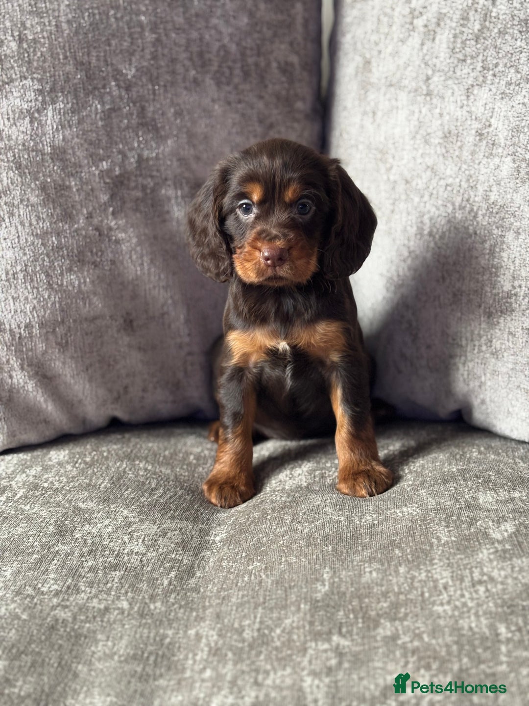 Cocker Spaniel dogs for sale: COCKER SPANIEL PUPPIES - Image 6