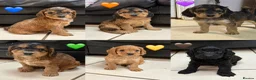 Cockapoo dogs for sale: Outstanding F1 Cockapoos🩵 🩷 Fully H/T Parents!🧬 - Advert 4