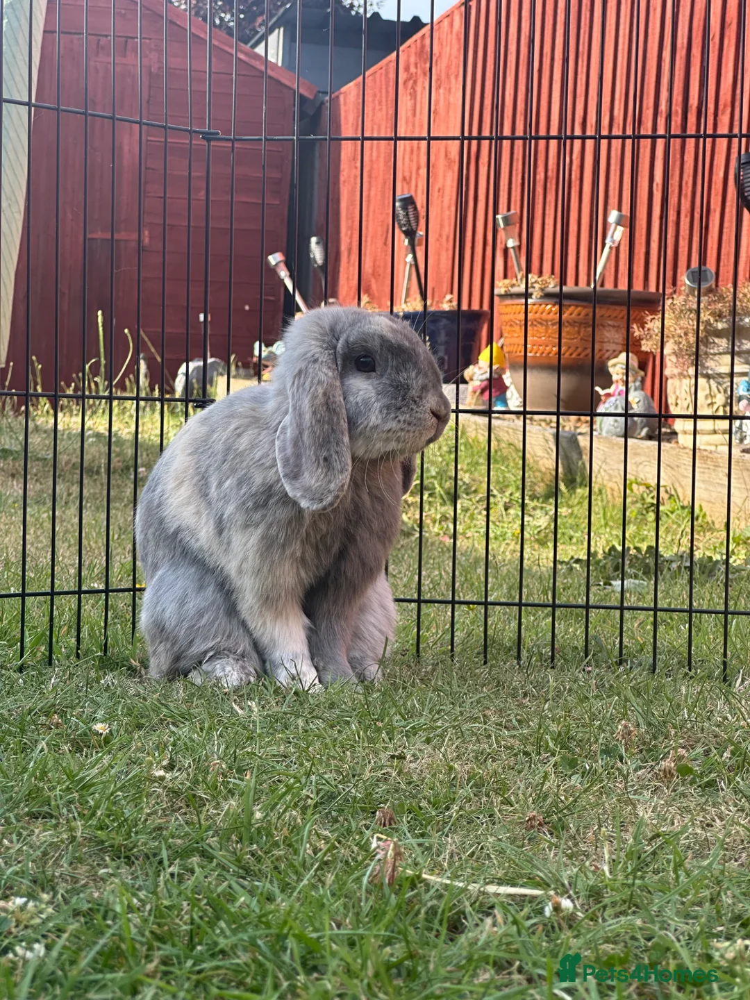 Mini Lop rabbits for sale: Mini lop grey rabbit in Abingdon - Advert 10