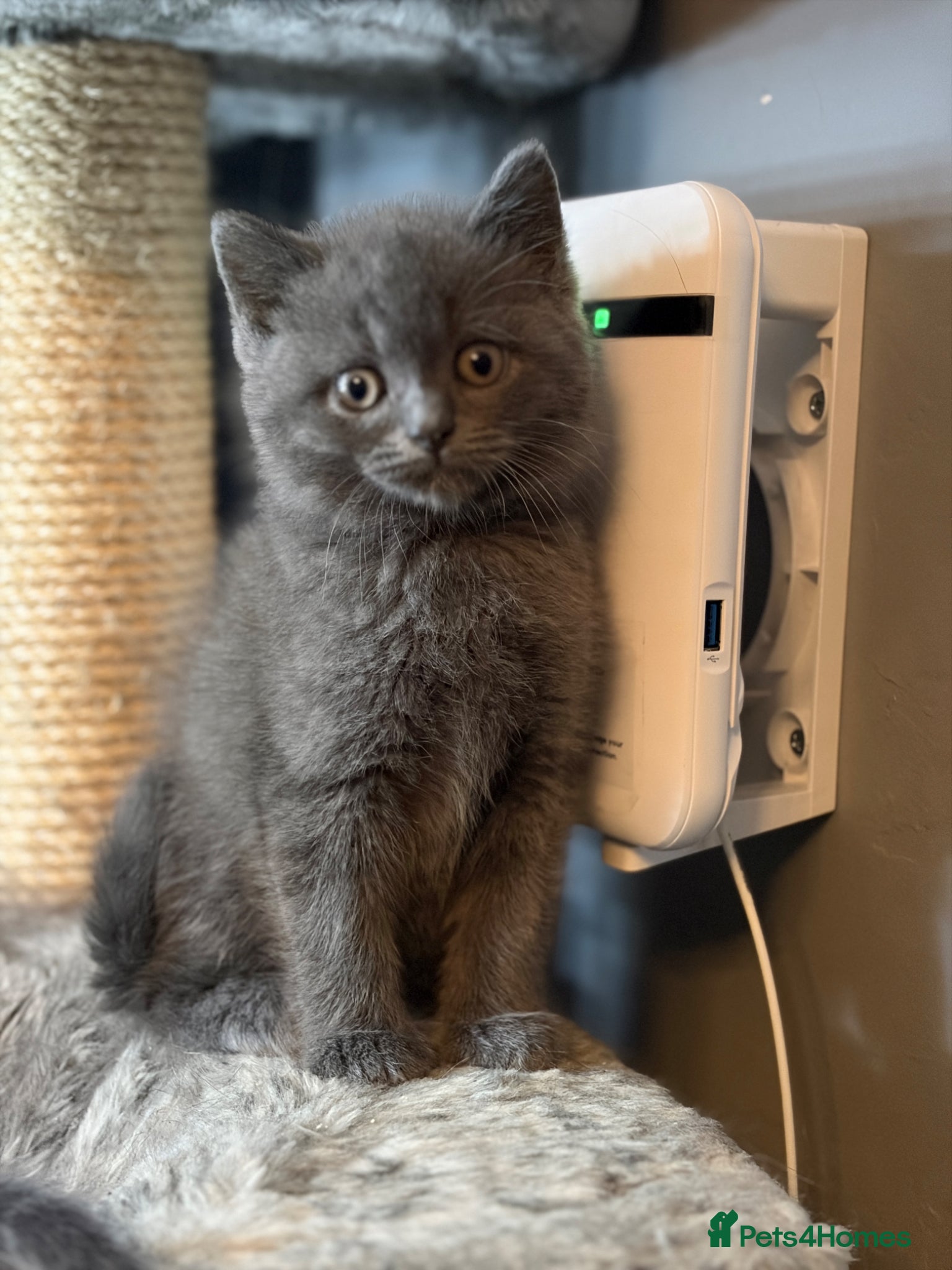 British Shorthair cats Pure British shorthair kittens - Advert 1