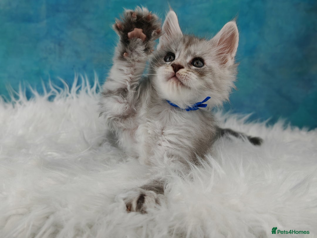 Maine Coon cats for sale: Shaded line Maine Coon kittens - Advert 6