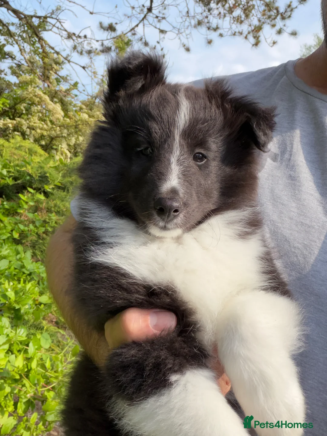 Shetland Sheepdog dogs for sale: Gorgeous Bi-black Boy Available  - Advert 1
