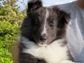 Shetland Sheepdog dogs Gorgeous Bi-black Boy Available - Advert 2