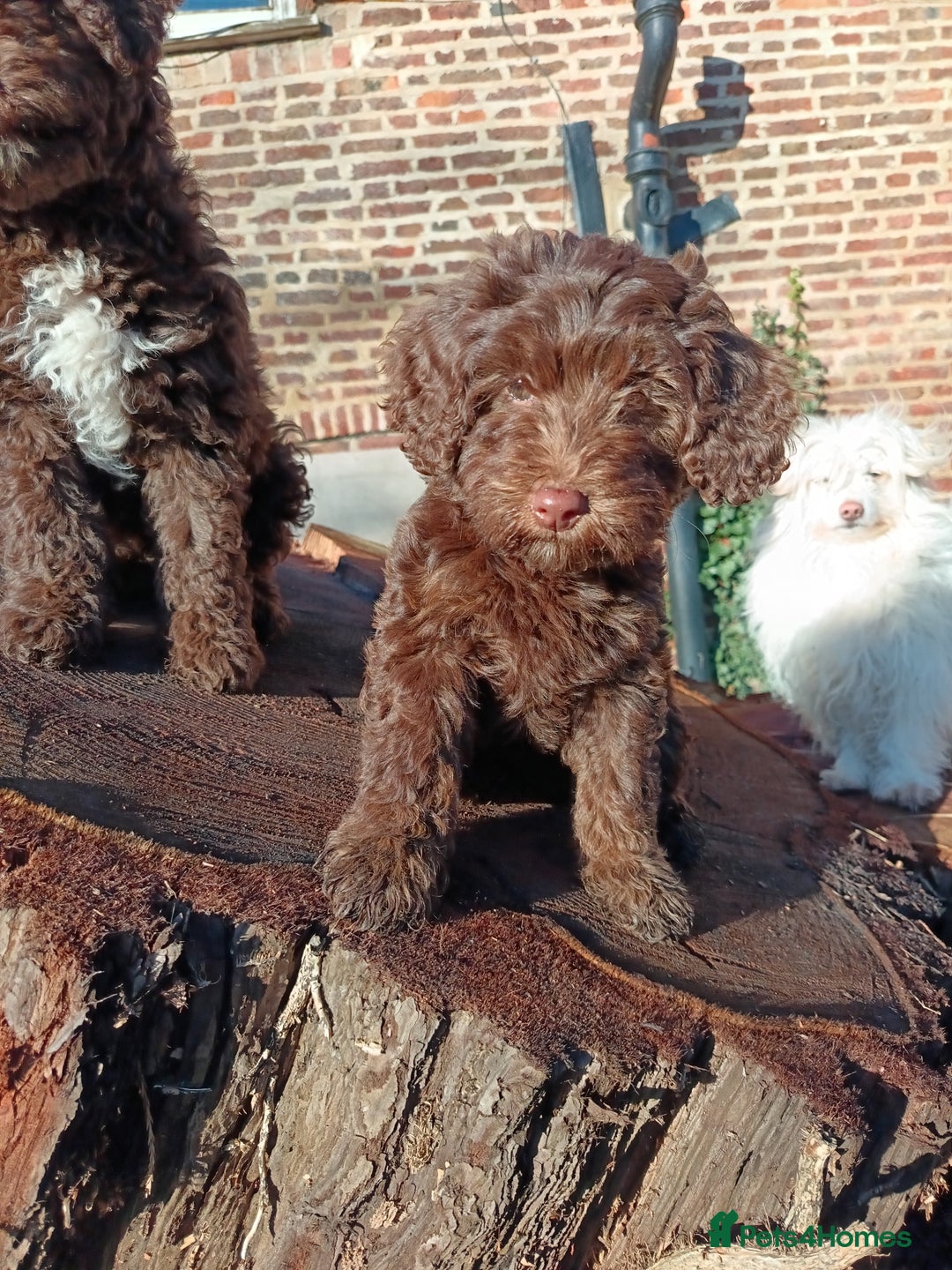 Australian Labradoodle dogs for sale: Health Tested ✔️ BOTH✔️ Parents HIP& ELBOW scored - Advert 22