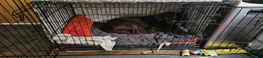 Labrador Retriever Puppy 1