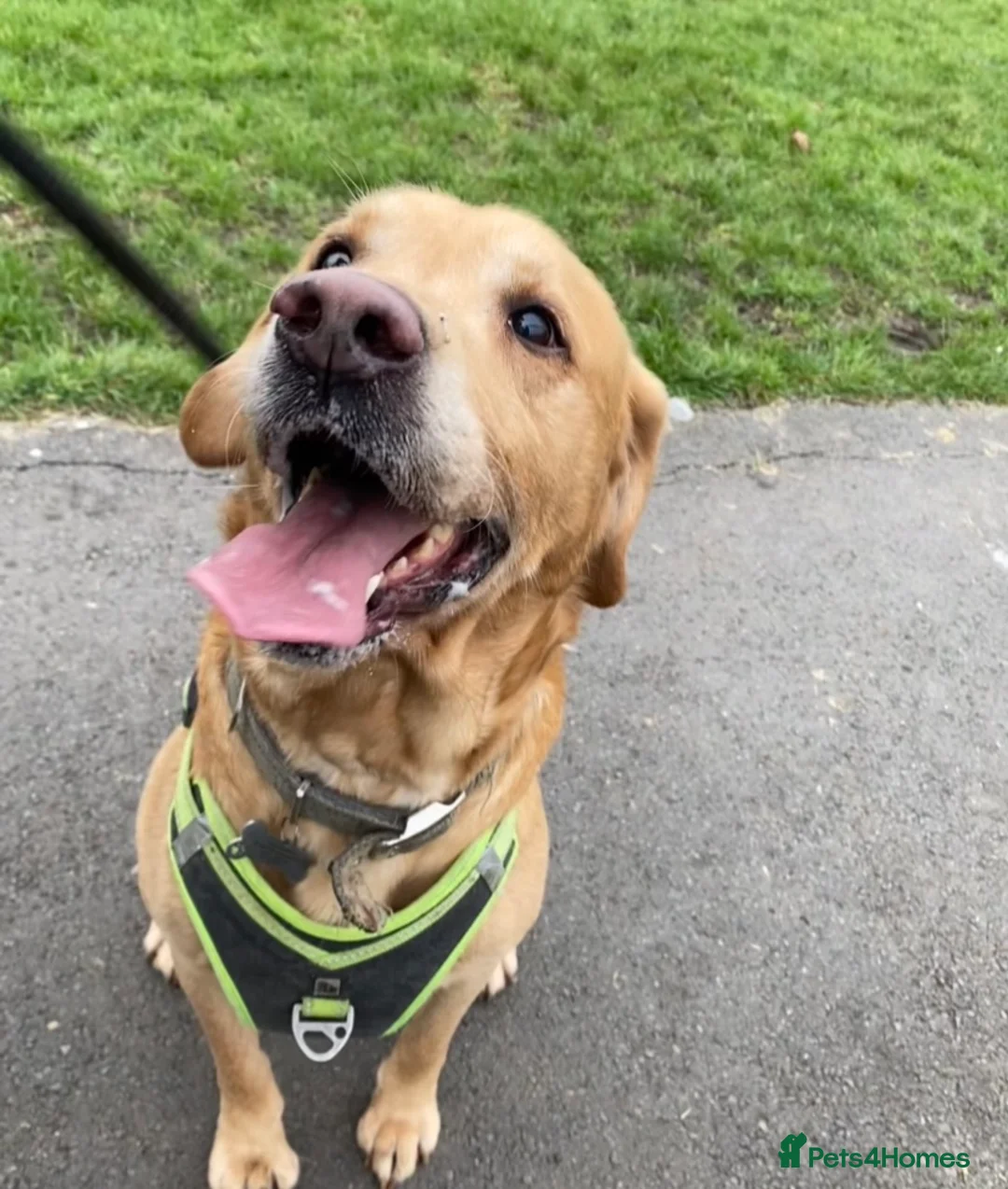 Labrador Retriever dogs for sale: 8 year old lab looking for new best friend.  - Advert 1