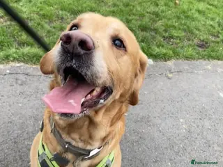 Labrador Retriever dogs 8 year old lab looking for new best friend. - Advert 16