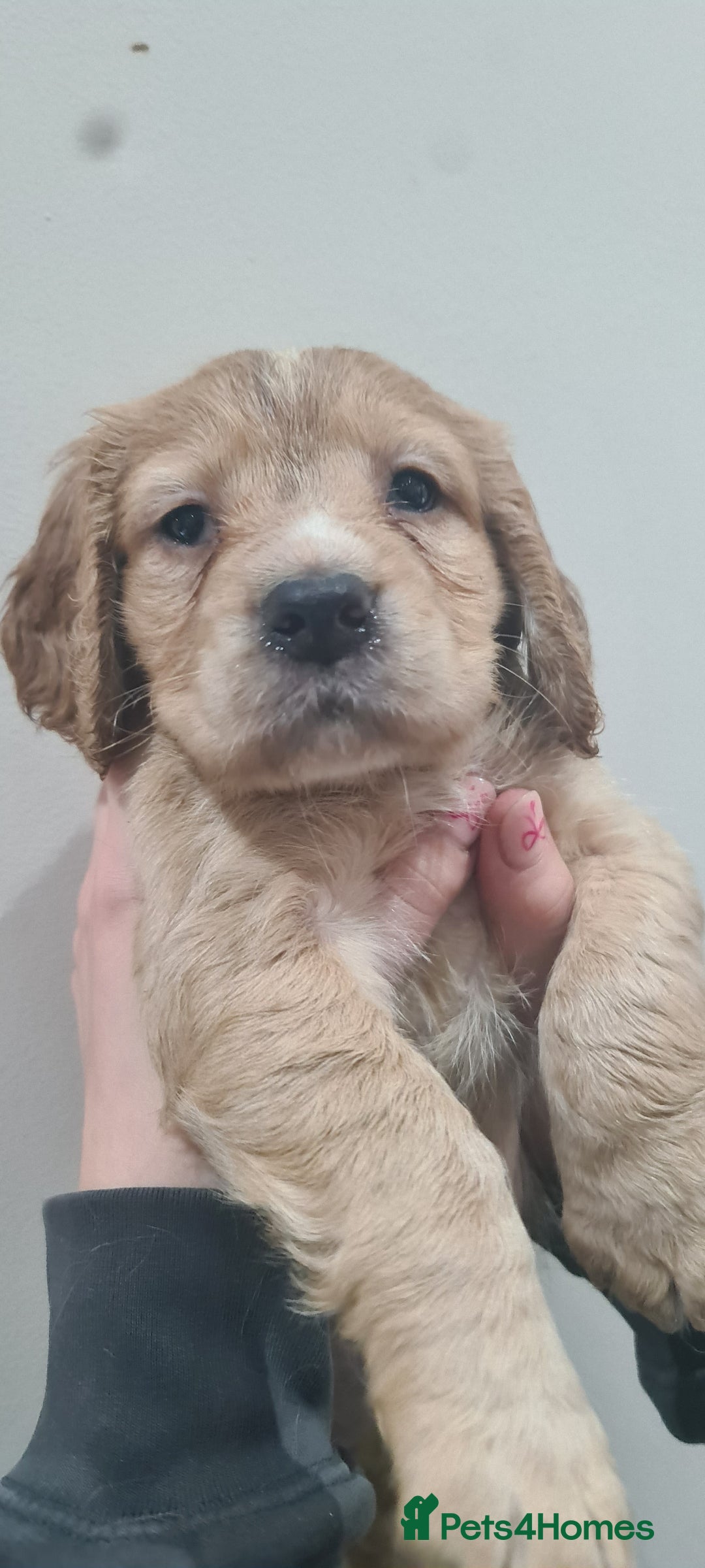 Cocker Spaniel dogs for sale: Beautiful KC Cocker Spaniel Puppies for sale  - Advert 16