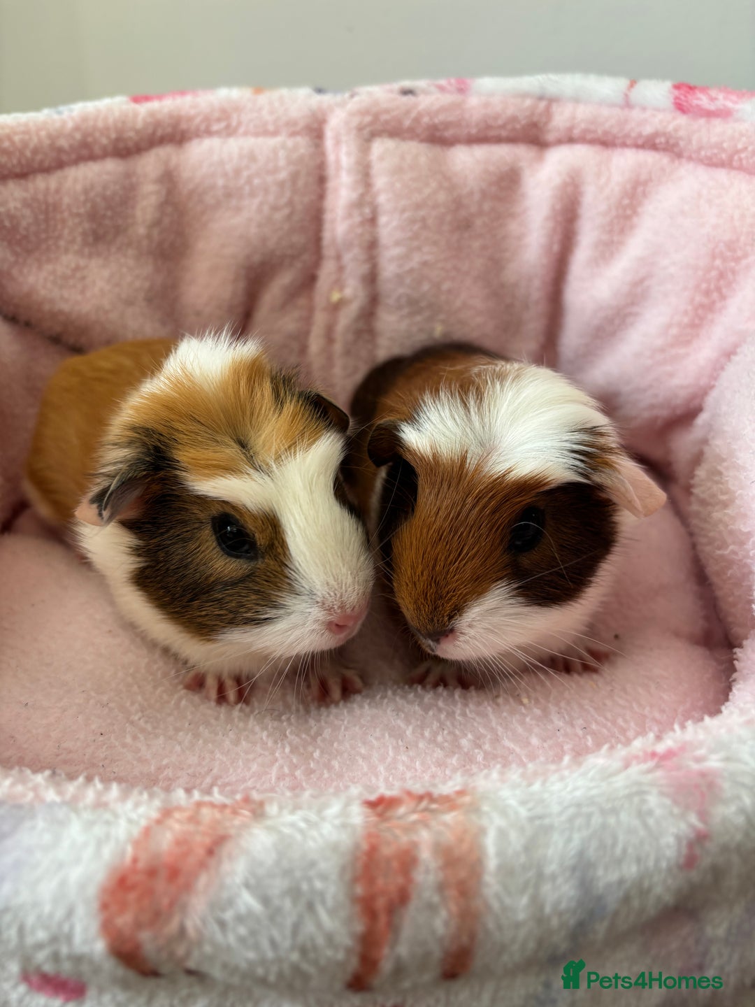 Guinea Pig rodents for sale: 3 Pairs Baby Guinea pigs (2 female pairs 1 male) - Image 8