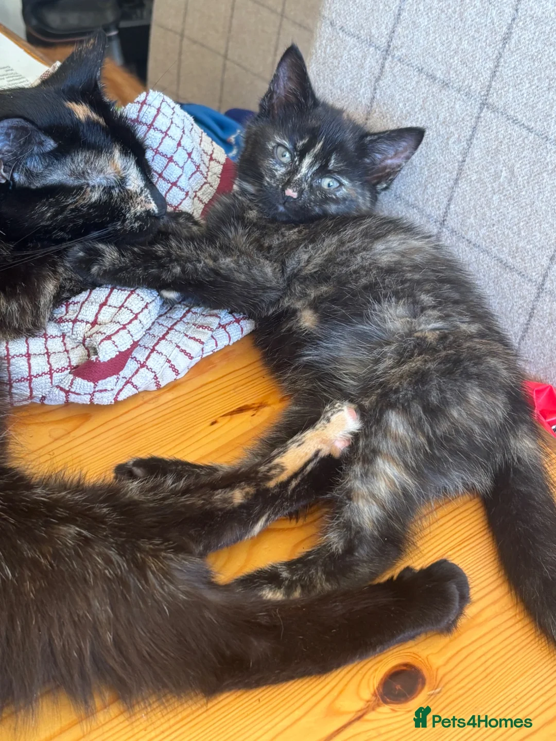 Mixed Breed cats for sale: Mixed breed chunky fluffy kittens - Advert 1