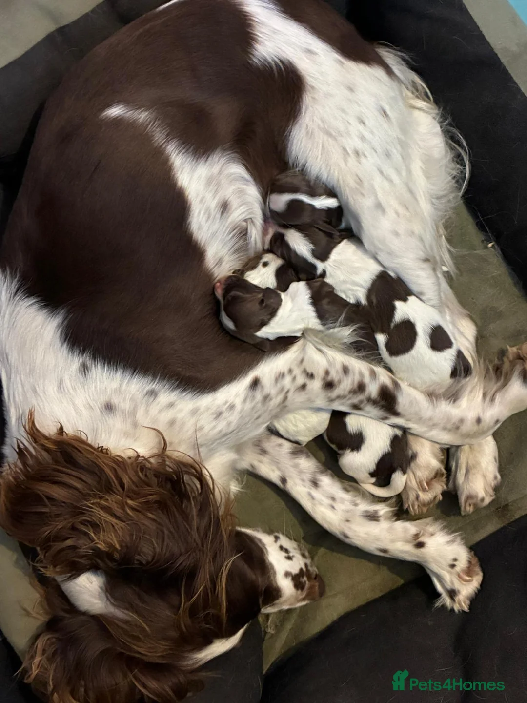 English Springer Spaniel dogs for sale: Kennel Club Registered Springer Spaniel Puppies - Advert 2