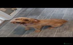 Cockapoo dogs for sale: Lovely cockapoo 1 and half year old - Image 3