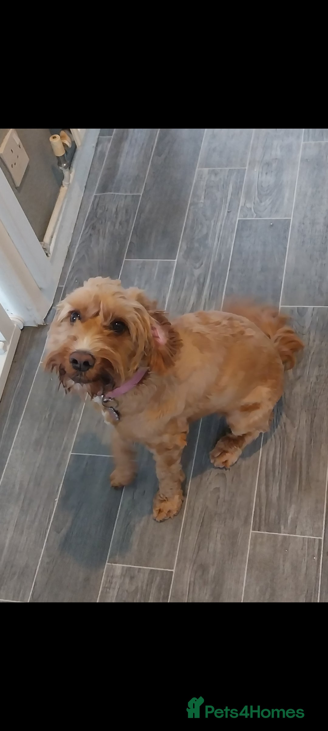 Cockapoo dogs for sale: Lovely cockapoo 1 and half year old - Image 3