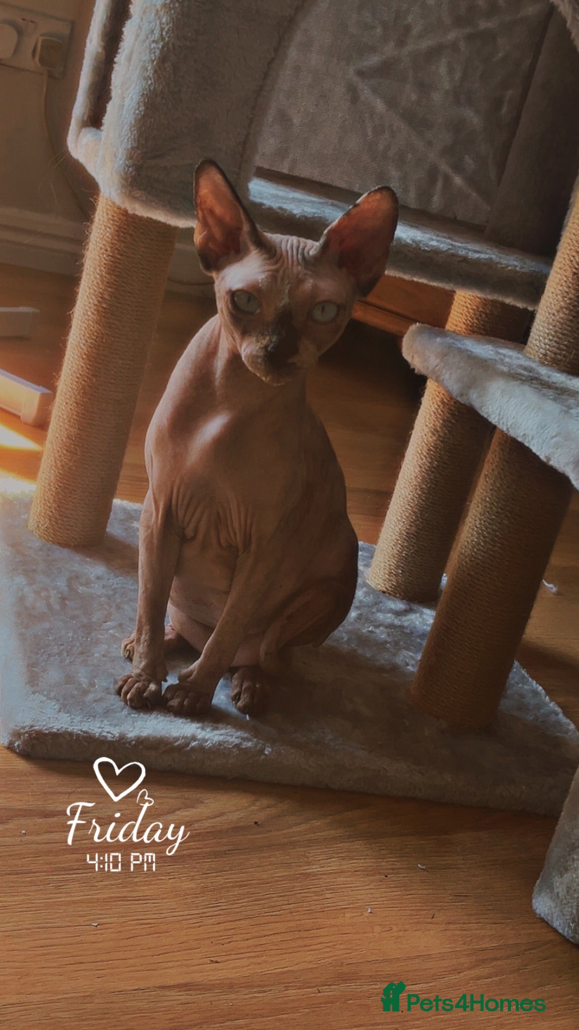 Sphynx cats Gorgeous Bambino Sphynx  - Advert 2