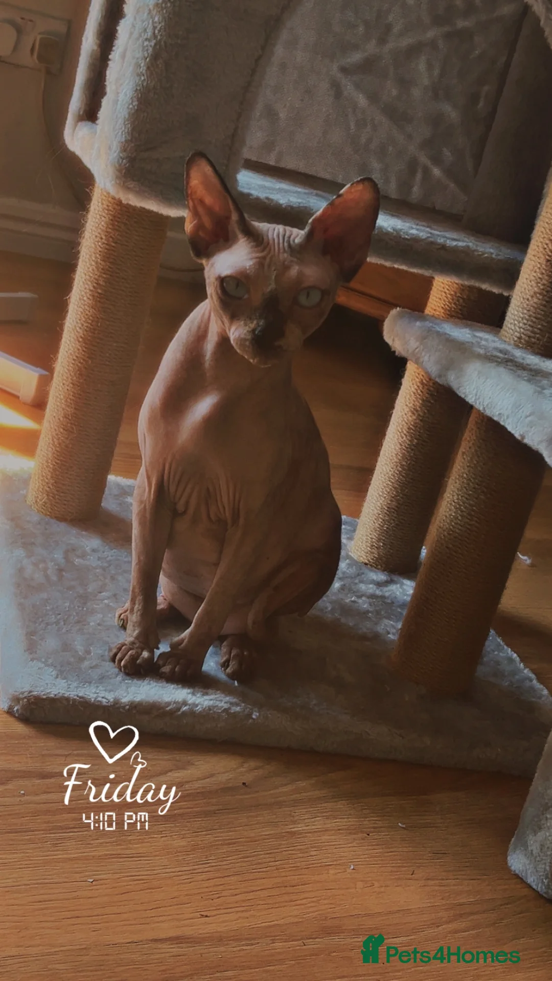 Sphynx cats for sale: Gorgeous Bambino Sphynx  - Advert 1