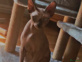 Sphynx cats Gorgeous Bambino Sphynx - Advert 2