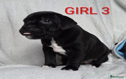 Staffordshire Bull Terrier dogs for sale: KC registered Champions Bloodline Show Quality  - Image 9
