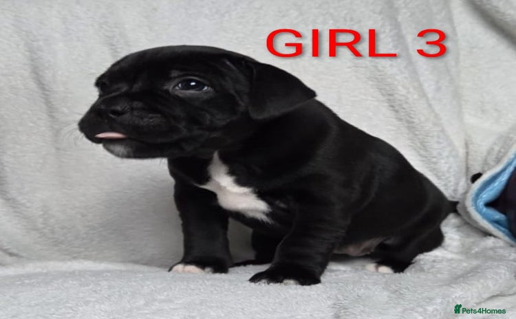 Staffordshire Bull Terrier dogs - Advert 2