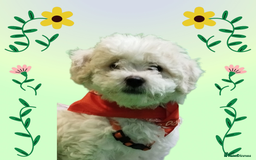 Shichon dogs for sale: Shichon girl - Image 1