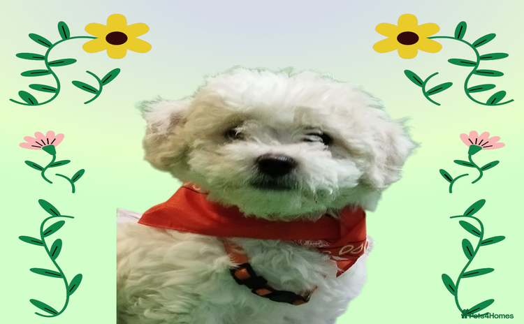 Shichon dogs - Advert 1