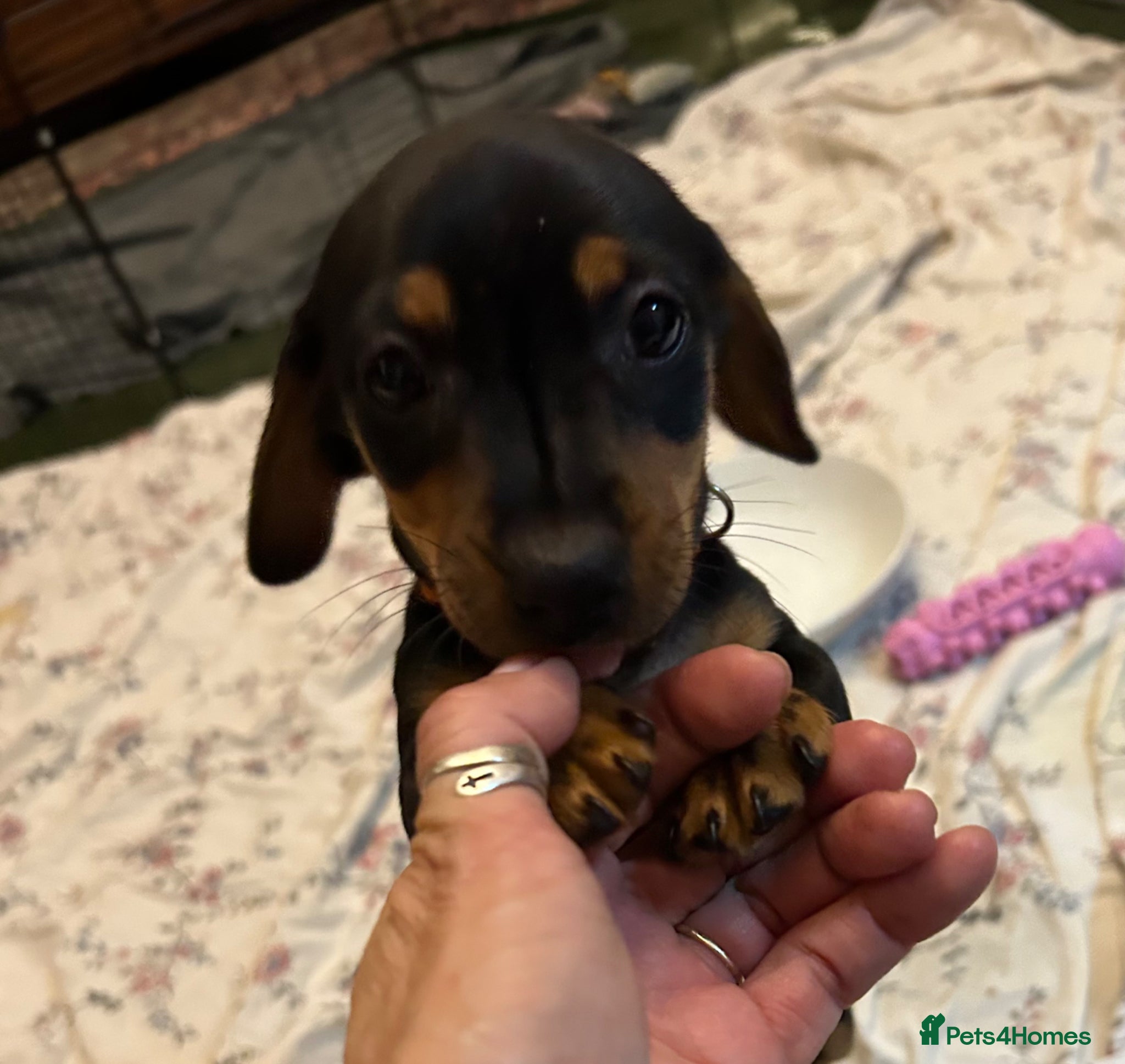 Jackshund dogs READY TO GO to loving home adorable pups - Advert 2