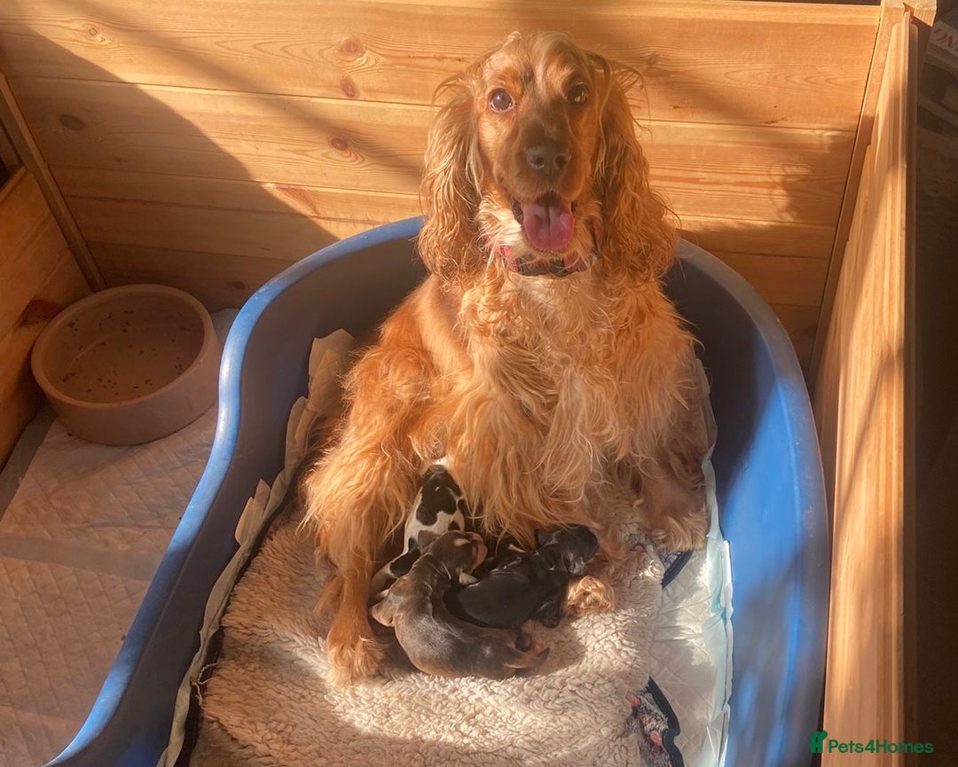 Cocker Spaniel dogs for sale: Stunning Petite Dark Blue Roan Boy Remaining - Image 11